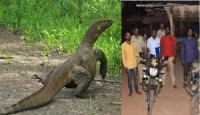 ভারতে এবার ধর্ষণের হাত থেকে রক্ষা পেল না গুইসাপও